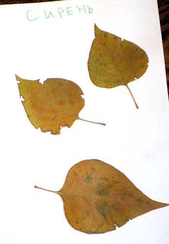 Трусы из листьев